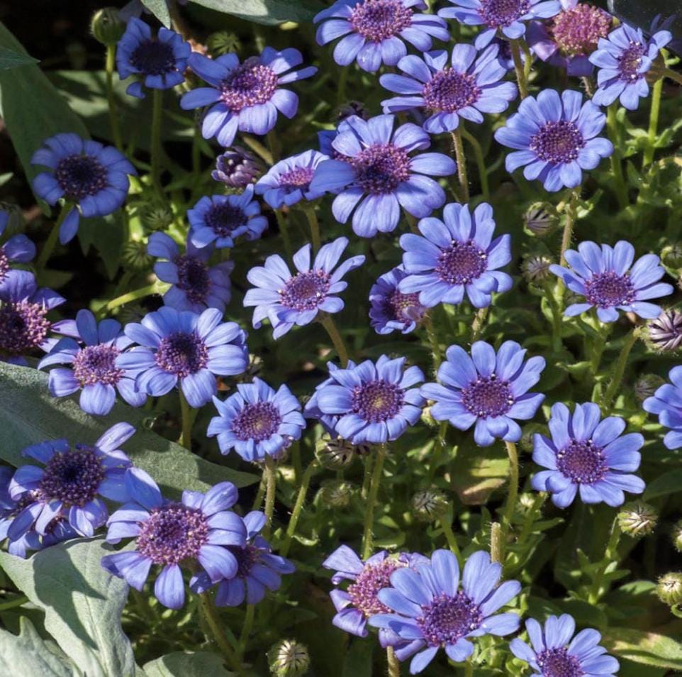 blue daisy flower seeds