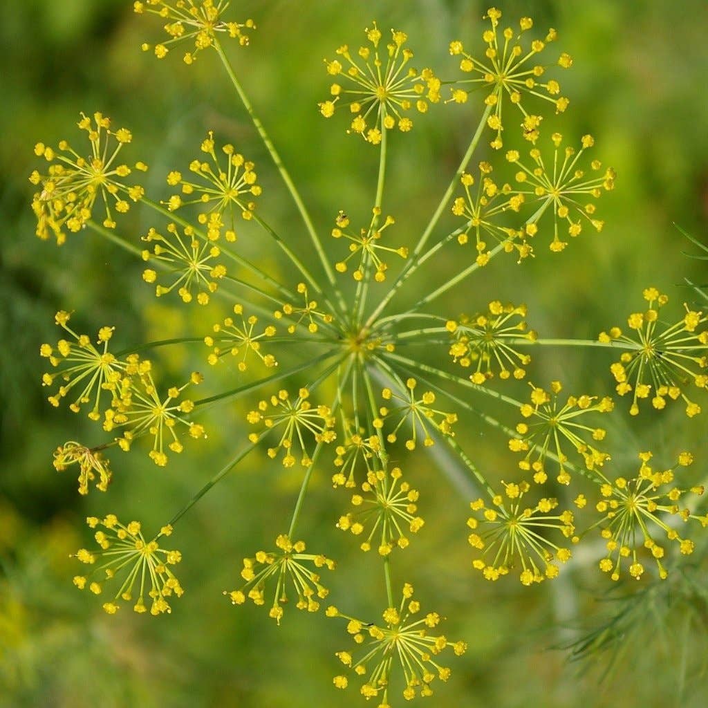 dill seeds bouqet