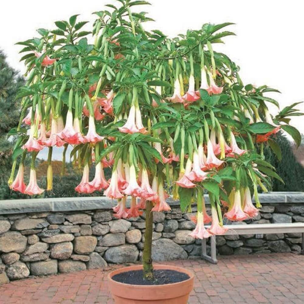 Brugmansia Pink Delight Angels Trumpet Moonflower - 10 Seeds - Flowering Accent Plant  Landscape