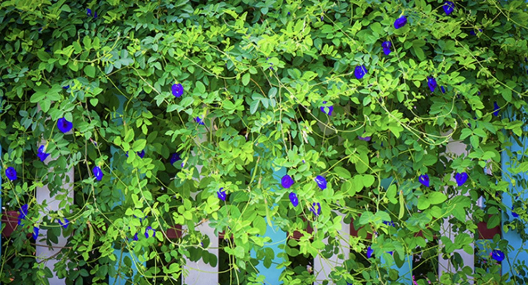 blue butterfly pea vine