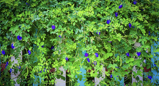 blue butterfly pea vine