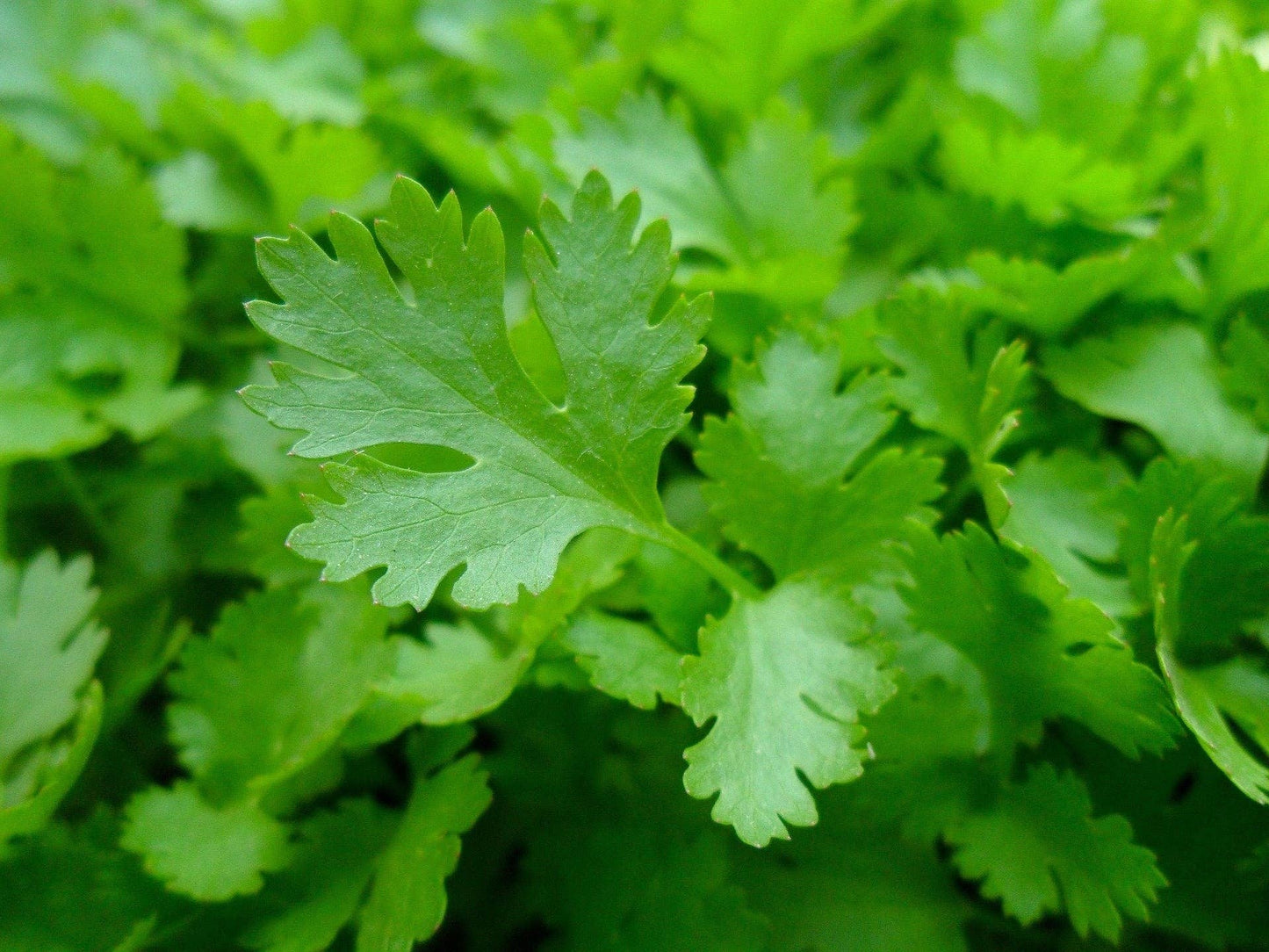 Parsley Seeds - Italian Giant