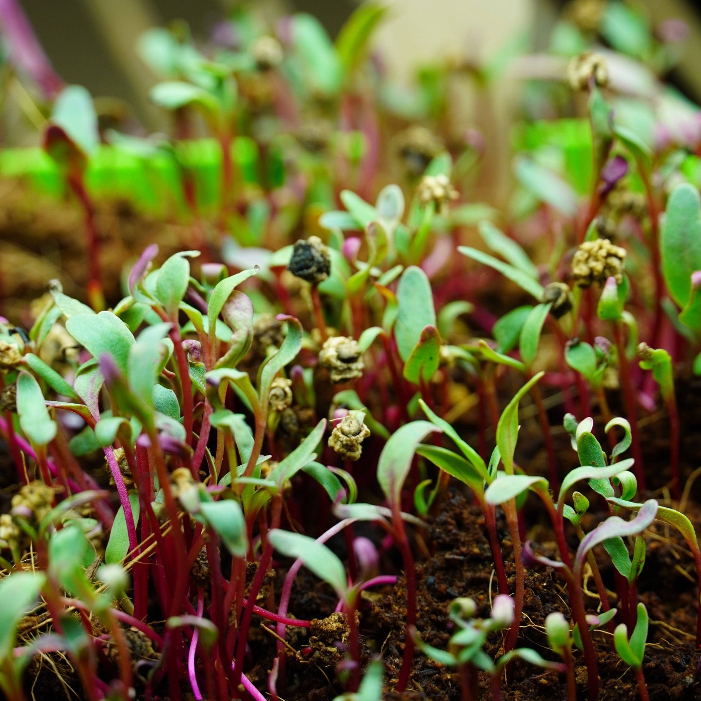 Microgreen Seed - Beet, Red