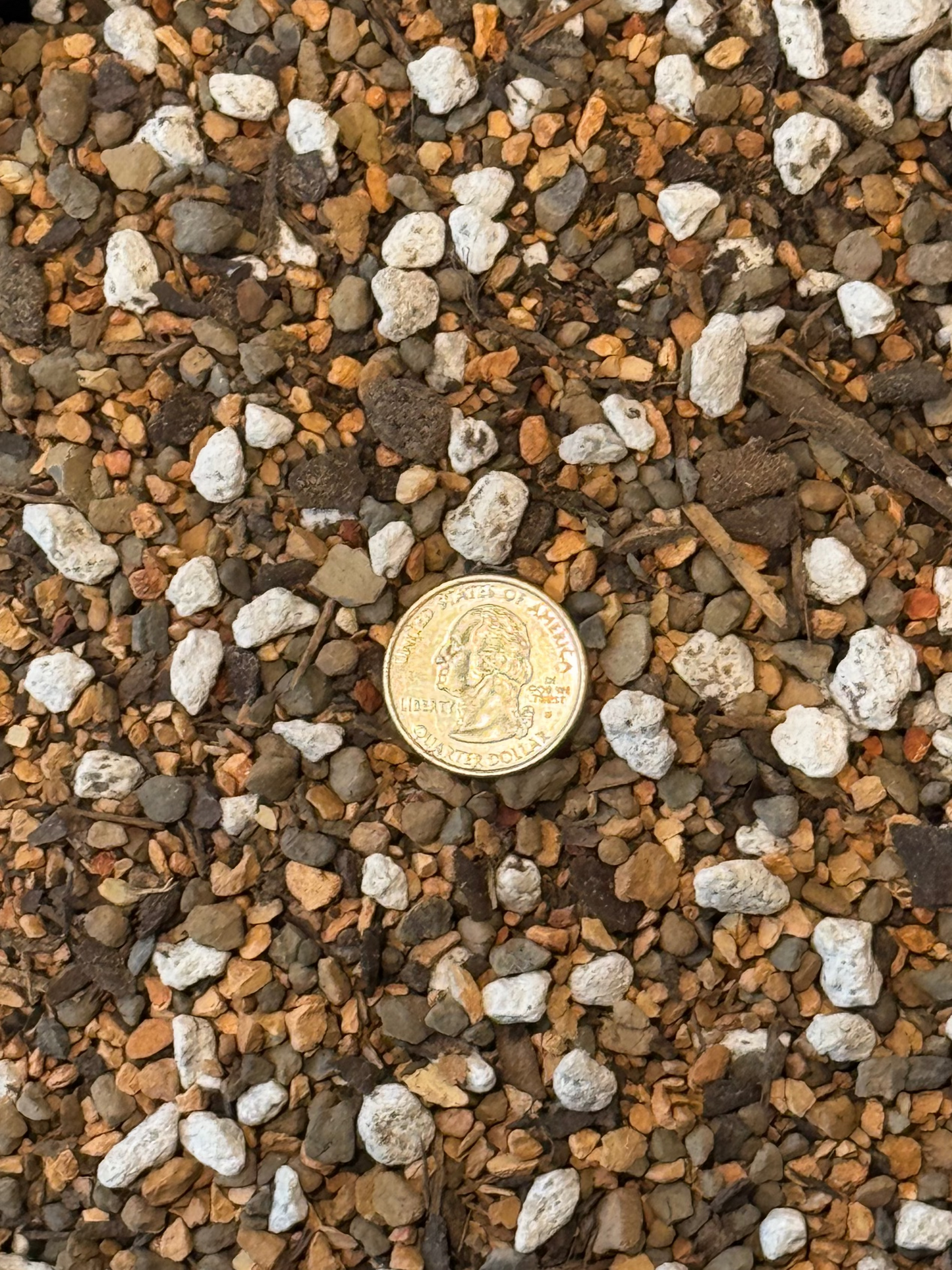 coin succulent mix