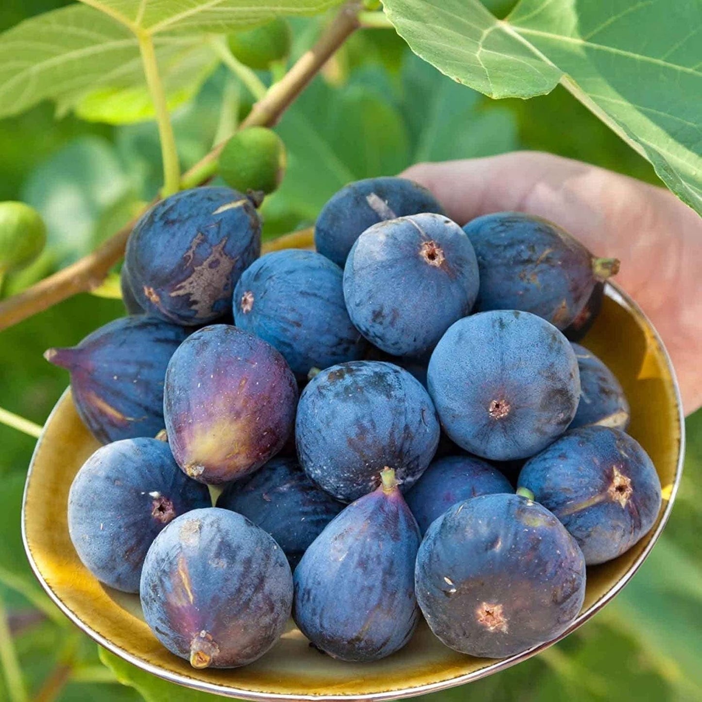 carica fig seeds