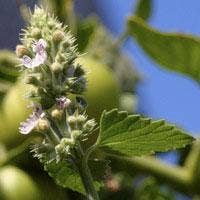 catnip plant seeds