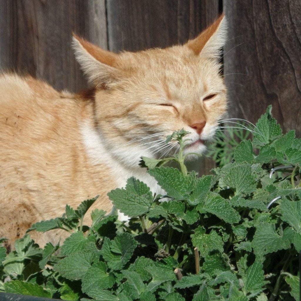 seeds catnip cat