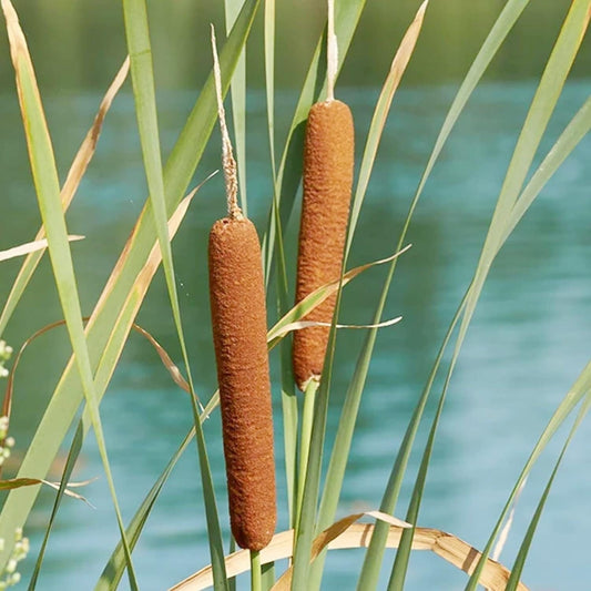 cattail seeds
