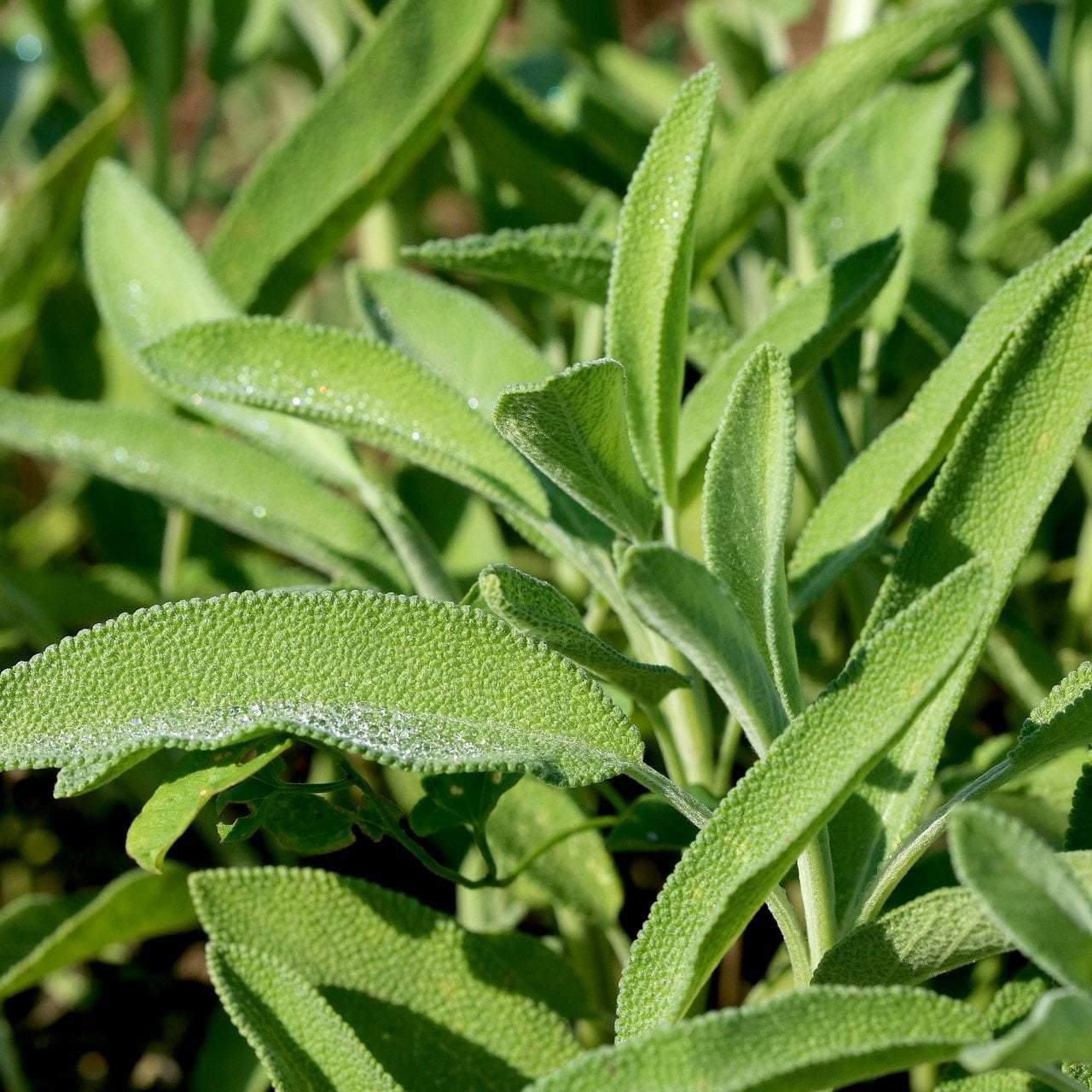 Sage Seeds - Broad Leaf Culinary