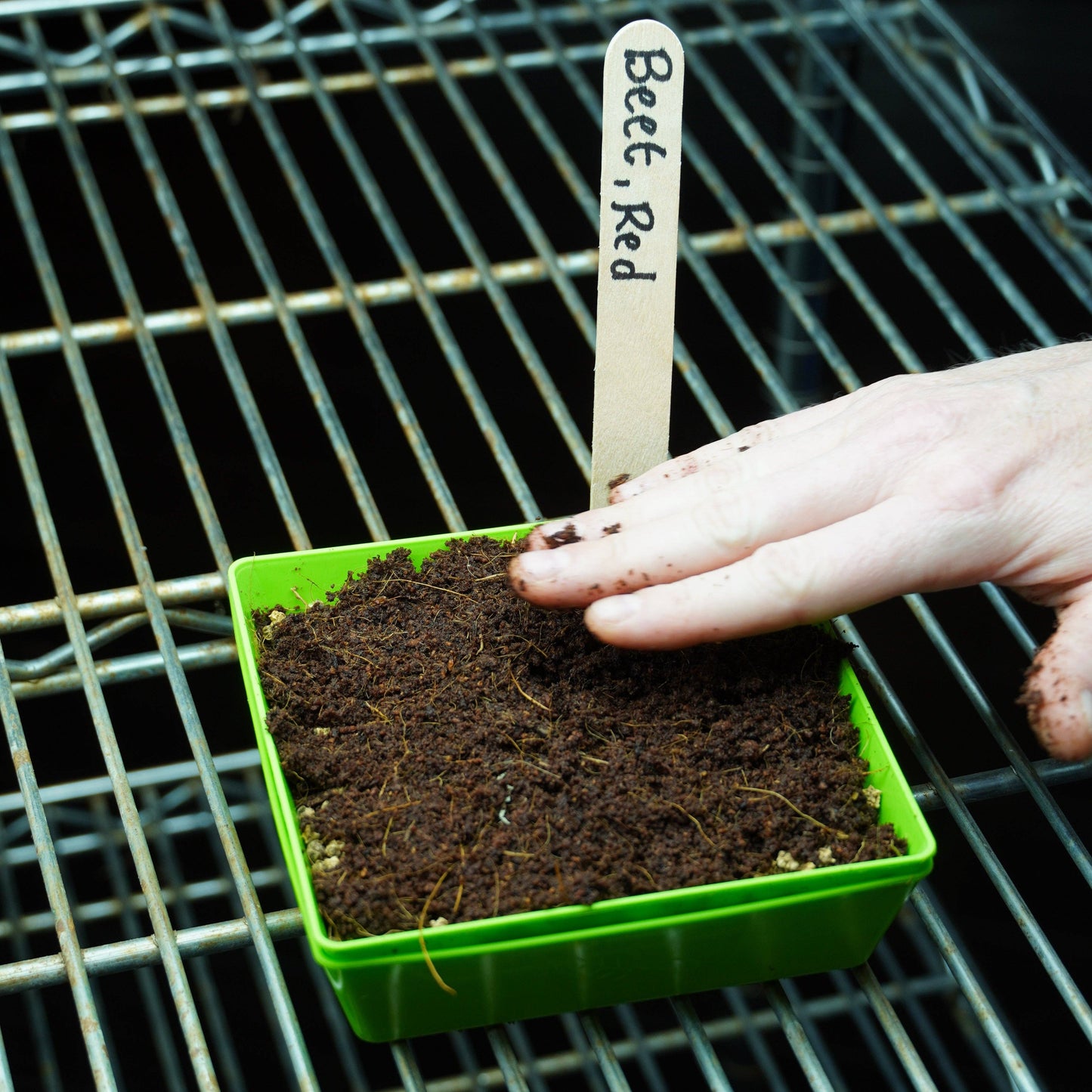 Microgreen Seed - Beet, Red