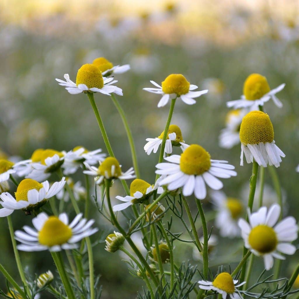 chamomile seeds