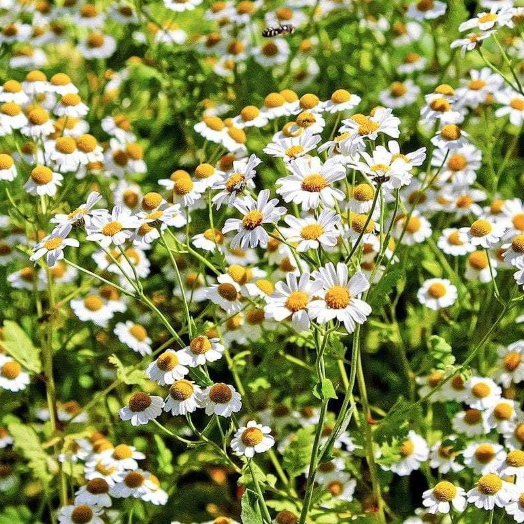 cajmomile flower