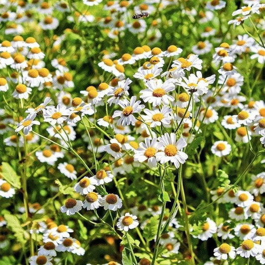 cajmomile flower