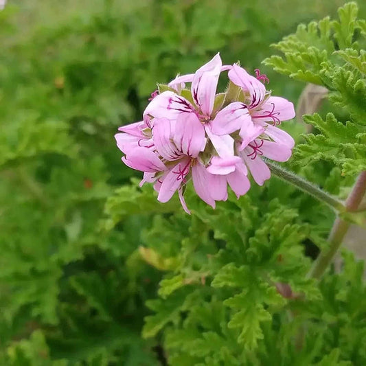 mosquito repellant flower seeds