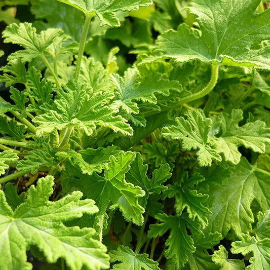 mosquito repellant plant seeds