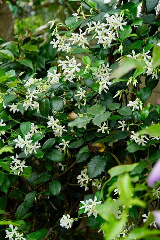 jasmine flower seeds