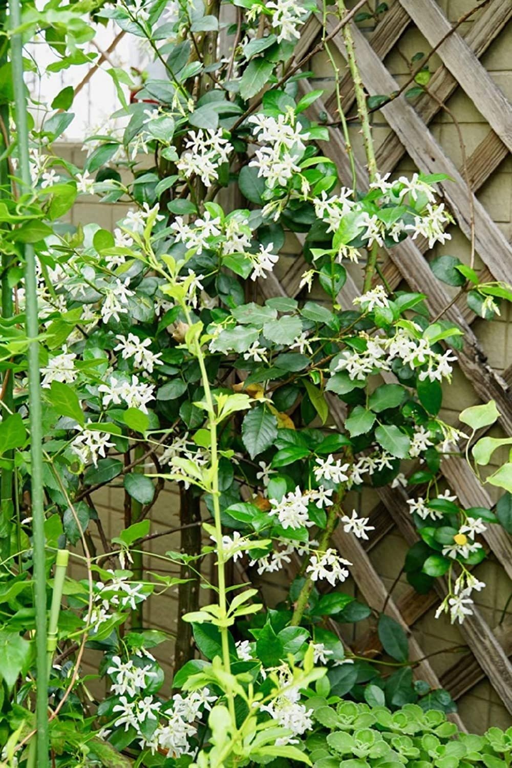 jasmine flower vine seeds