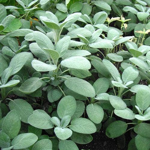 common sage seeds edible