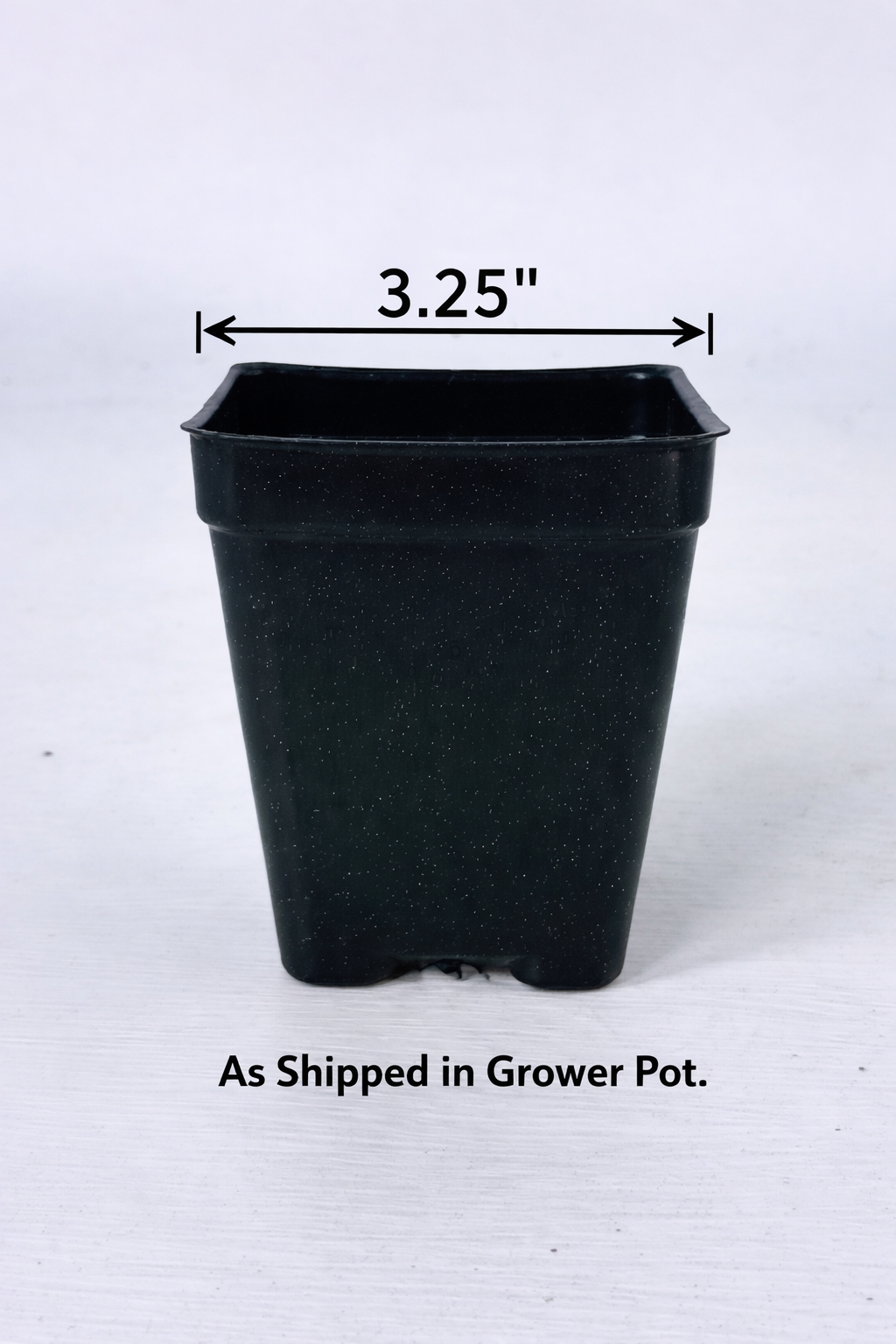 Red Desert Rose - 3.25" Pot