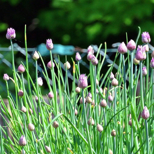 Chives Seeds
