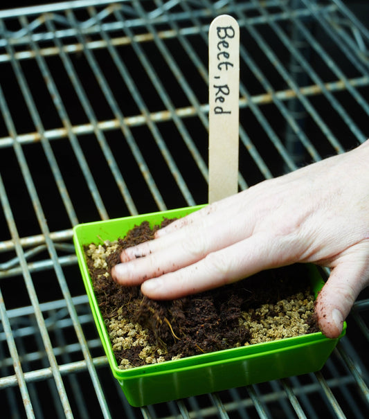 Microgreen Seed - Beet, Red