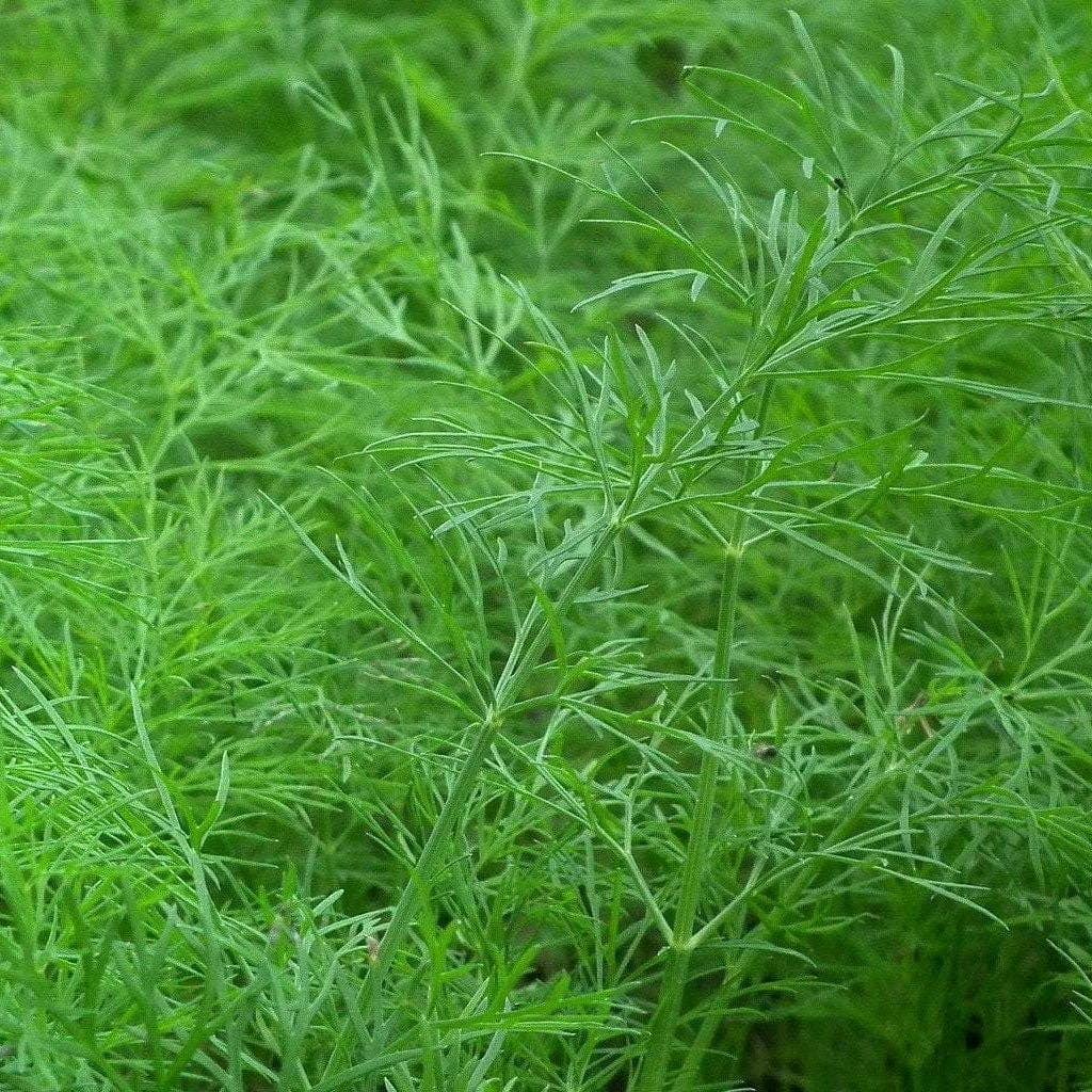 dillseeds