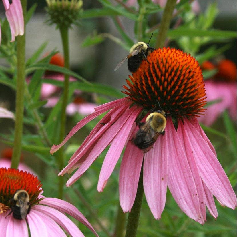 pink enchinacea seeds