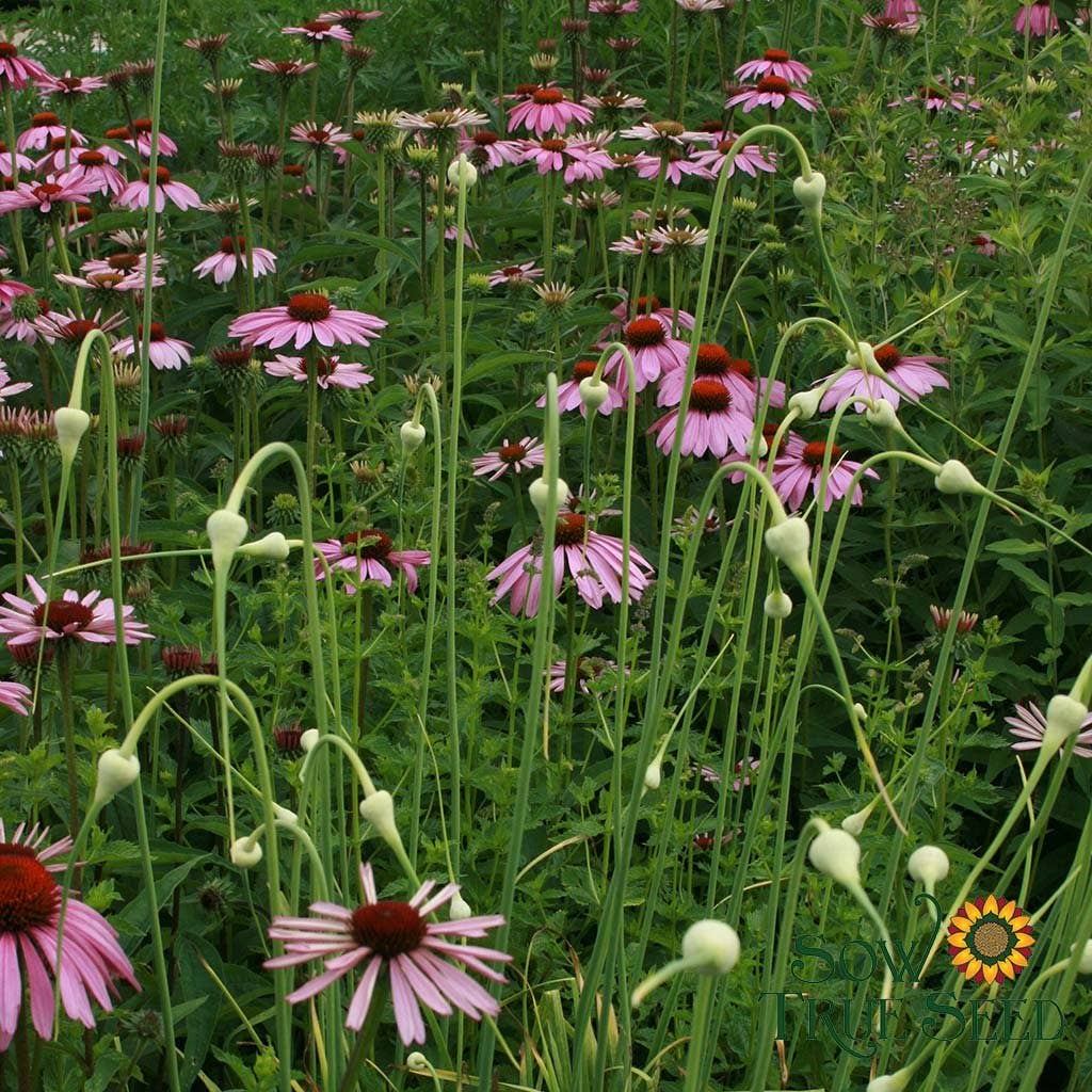 flowerechinacea