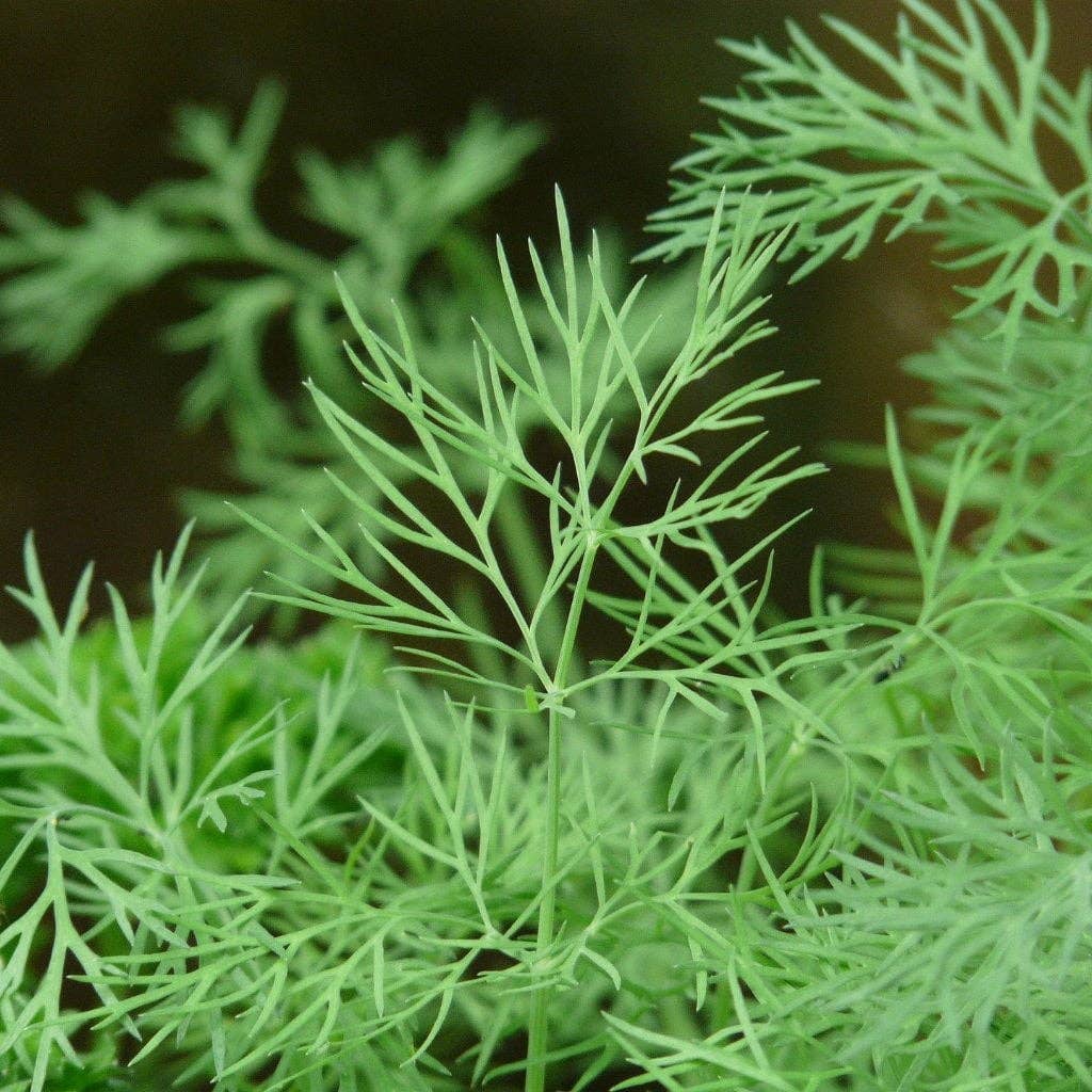 edible dill