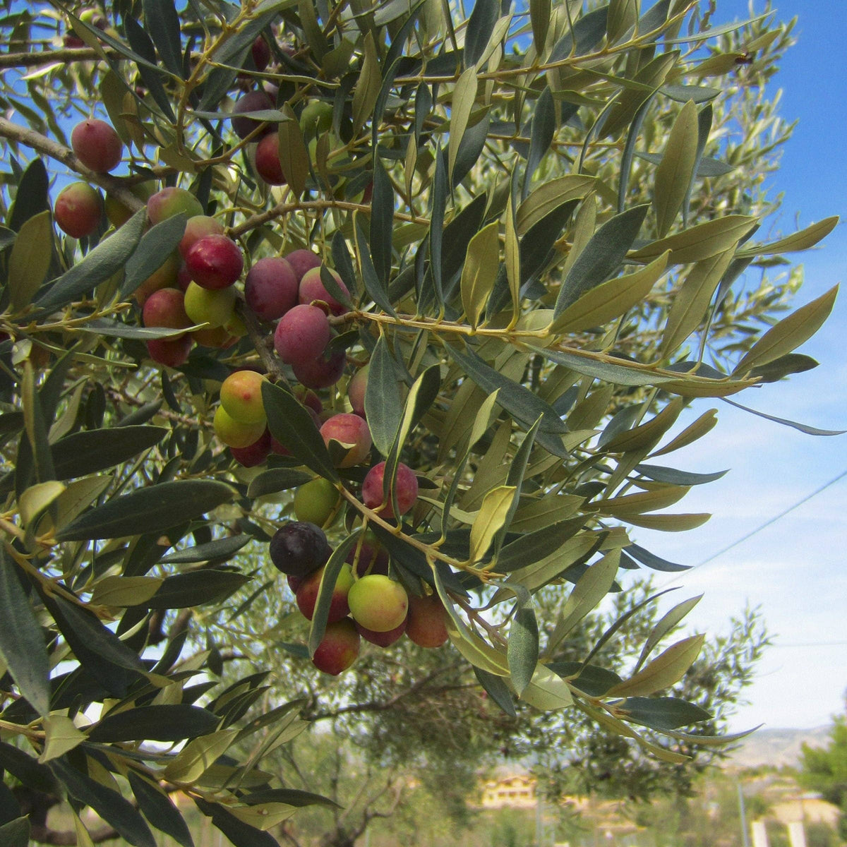 edible olive tree