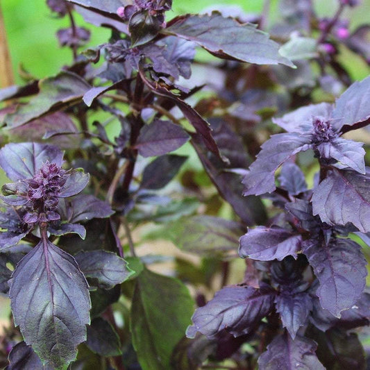 purple basil edible