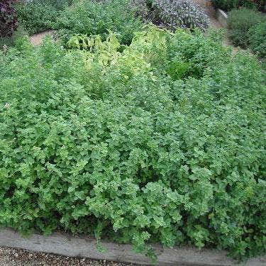Oregano Seeds - Greek