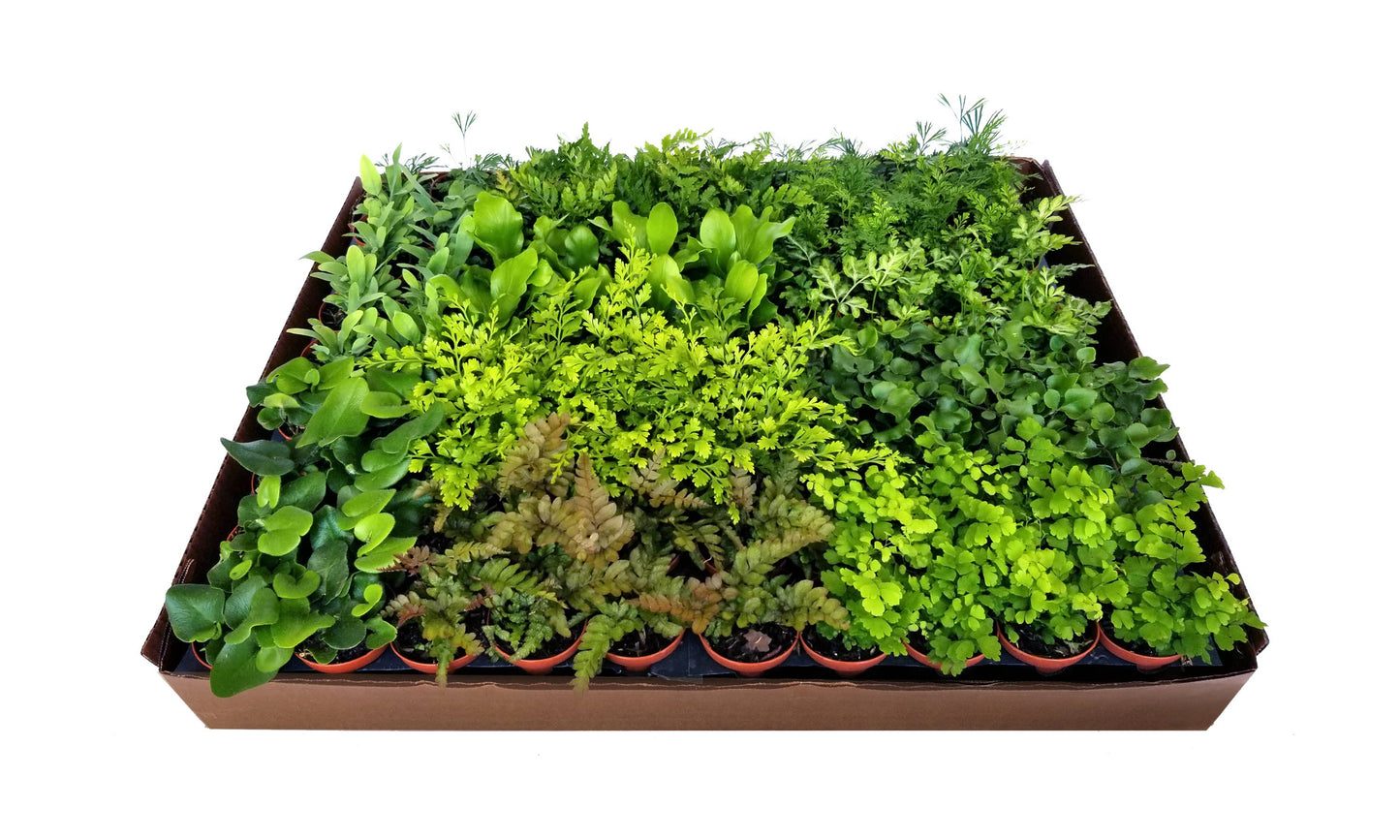 various fern plants