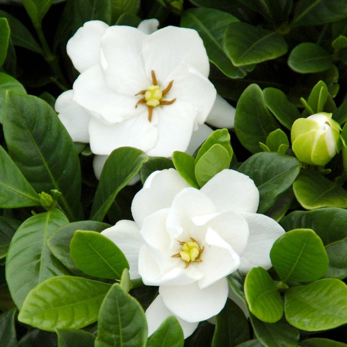 gardenia buttons