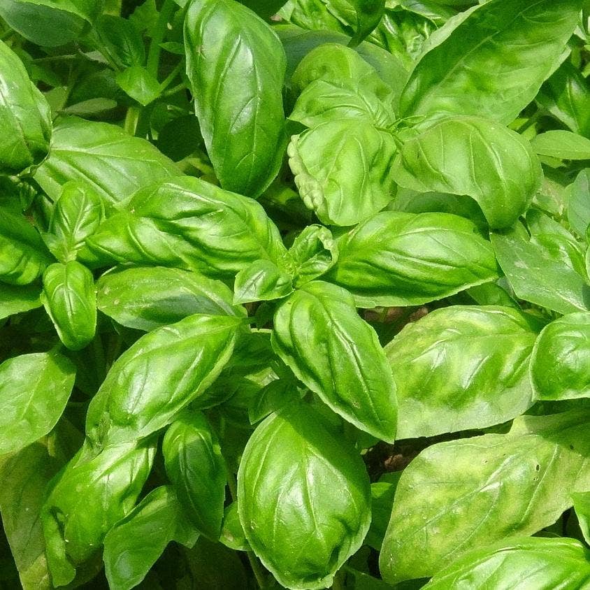 basil seeds