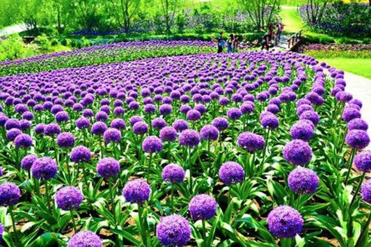 giant purple flower seeds