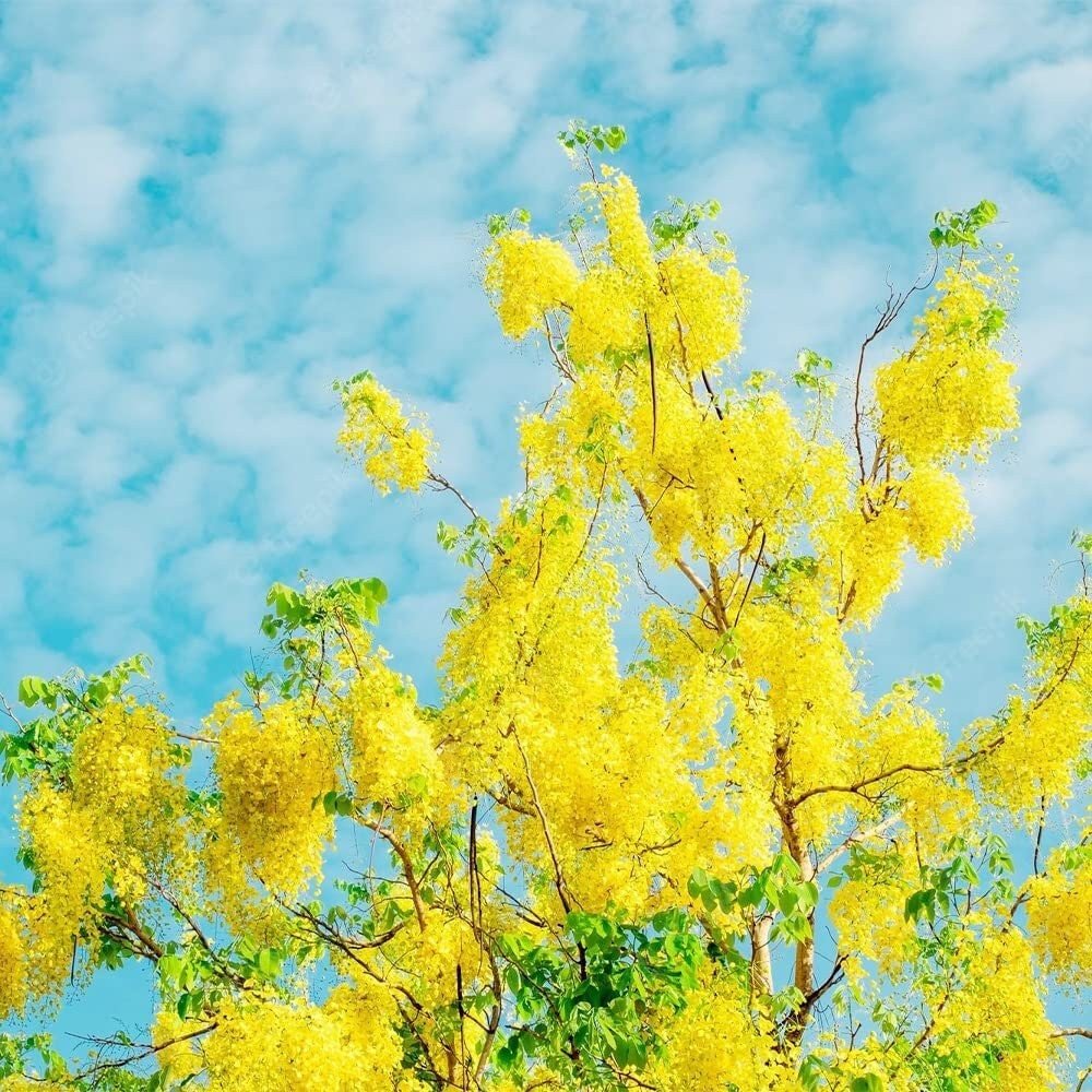 Golden Shower Tree - 10 Seeds - Purging Cassia Fistula Indian Laburnum Pudding-Pipe Tree