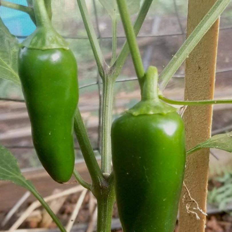 peppergreenhot