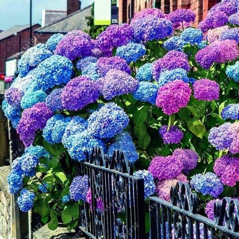 mixed hydrangea