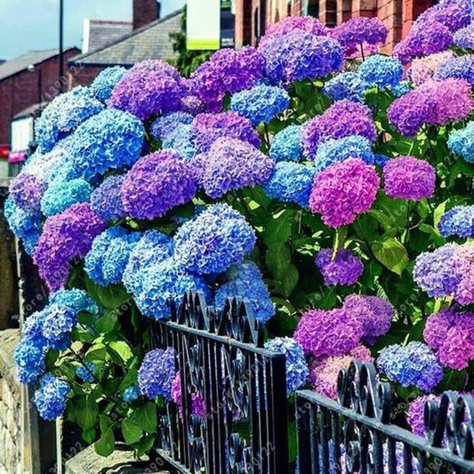 mixed hydrangea