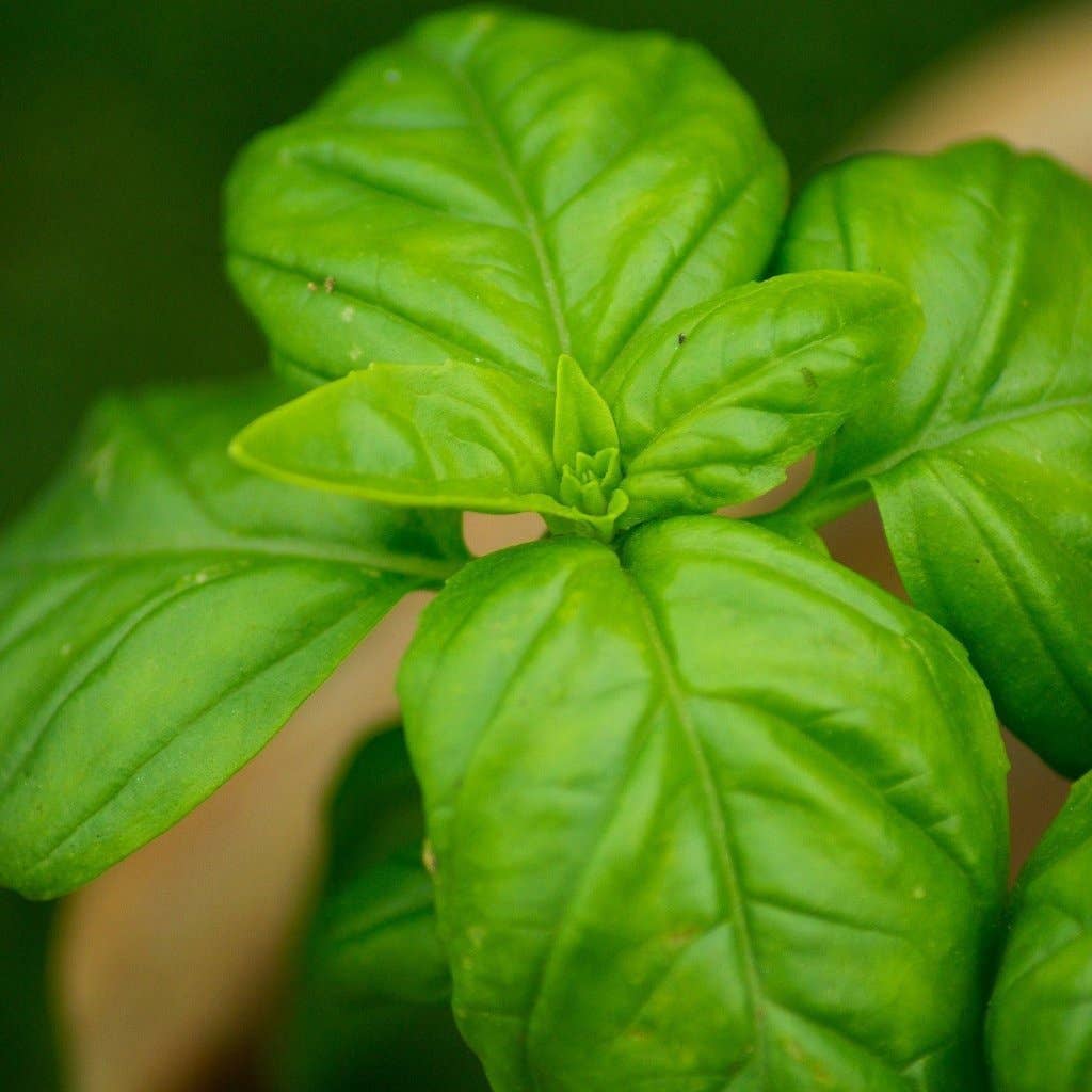 ilalian basil