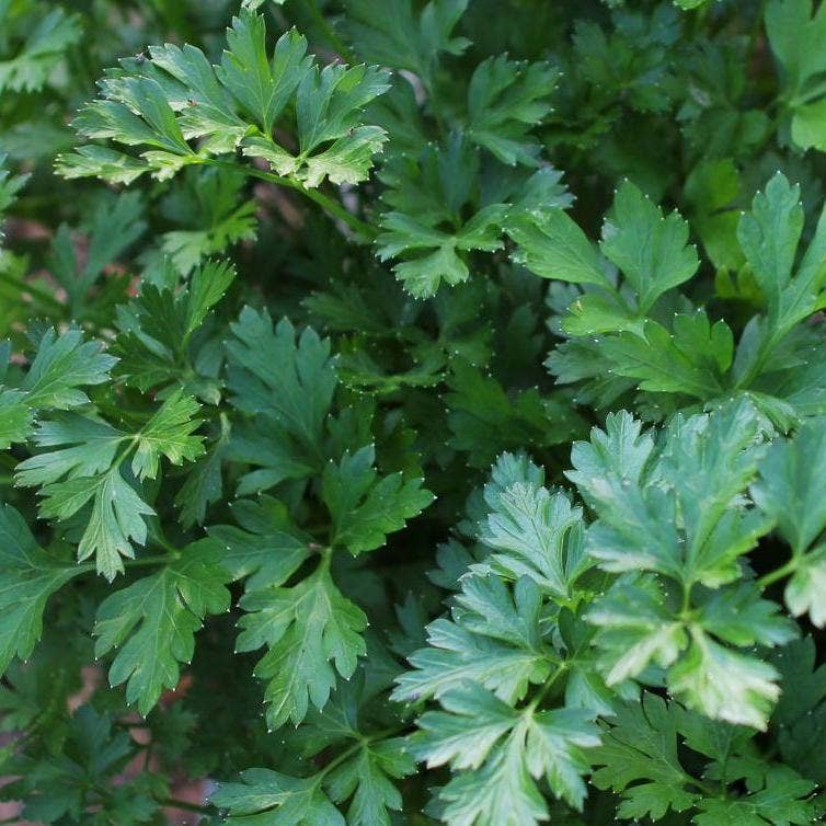 parsley seeds