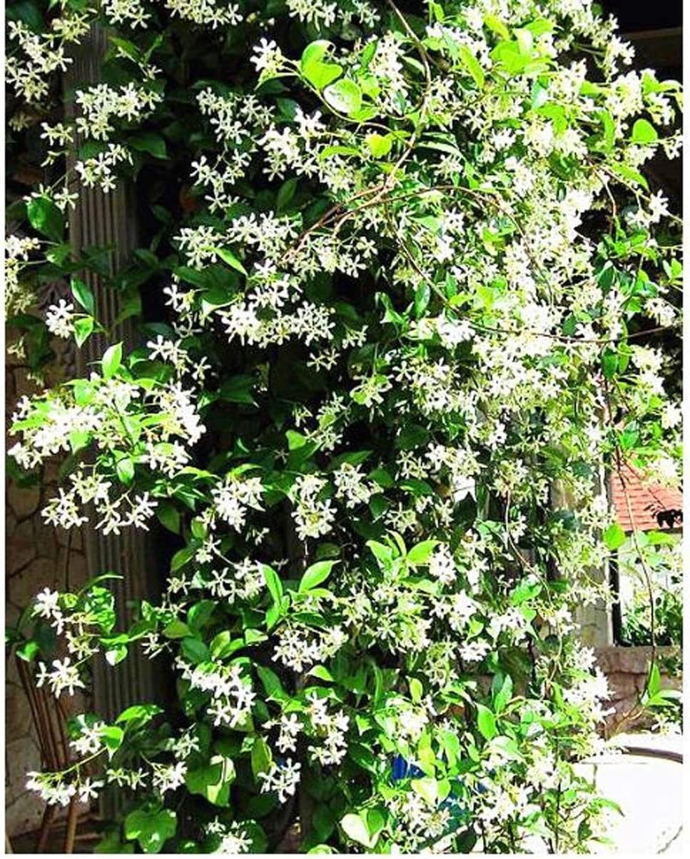 jasmine flower vine seeds