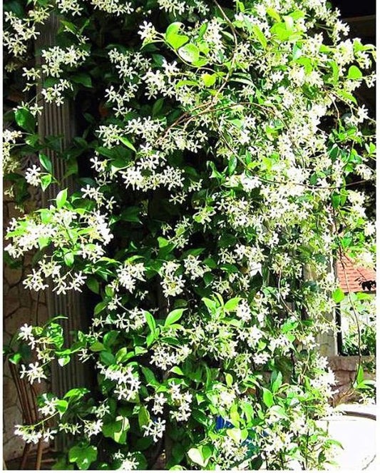 jasmine flower vine seeds