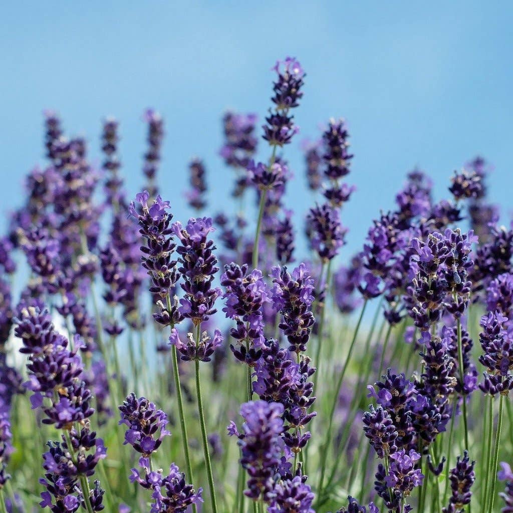 lavender seeds
