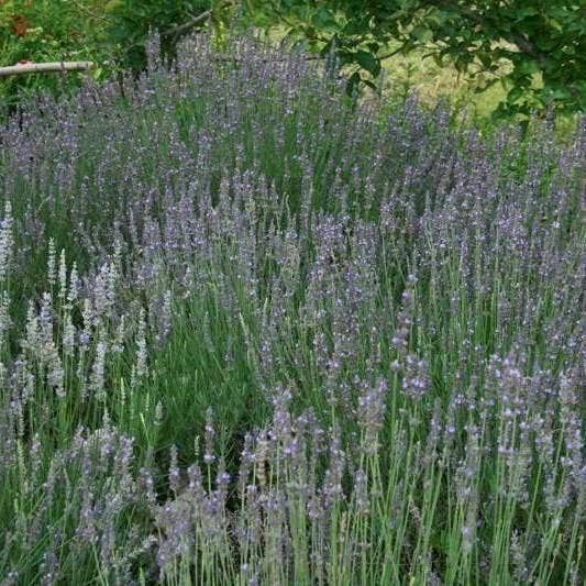 lavenderflower