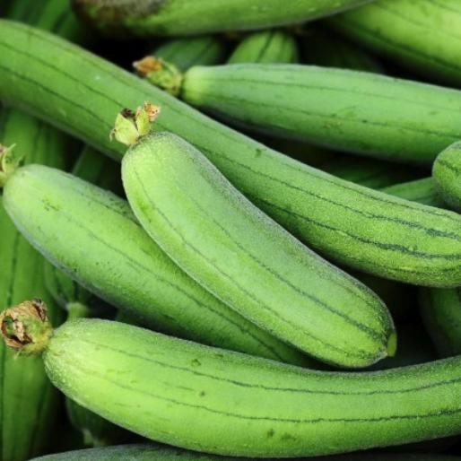 Luffa Sponge Gourd Seeds - Luffa Cylindrica - Easy to Grow Vegetable Garden