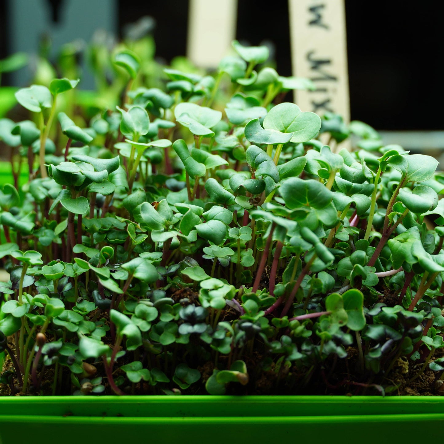 micromix seeds