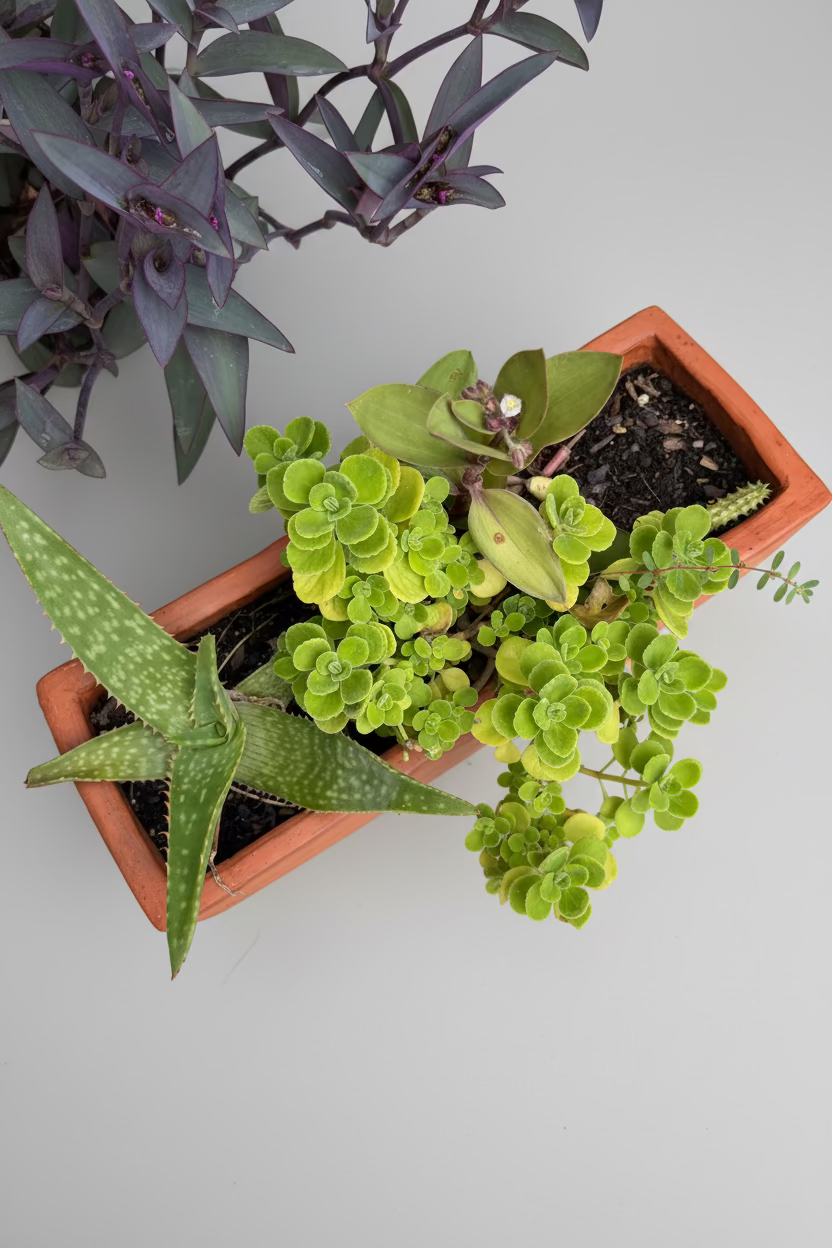 herbs and alo
