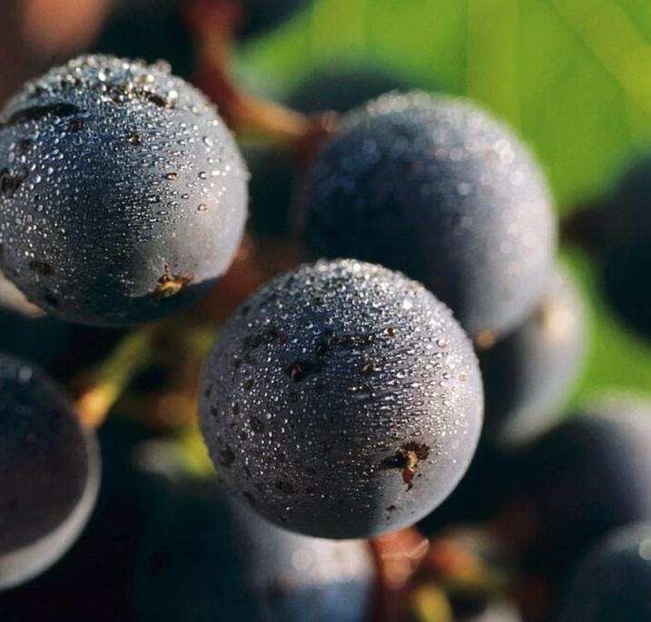 Muscadine Grape Seeds - Non GMO - Vitis Rotundifolia E165